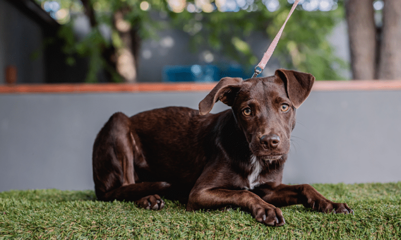 Teri: Goofy charm, joyful heart