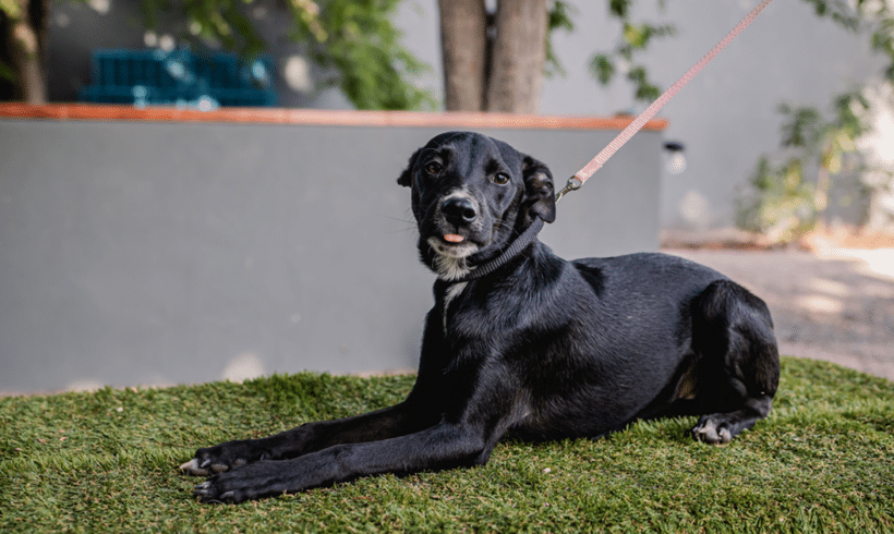 Nacú: Tiny howls, big heart